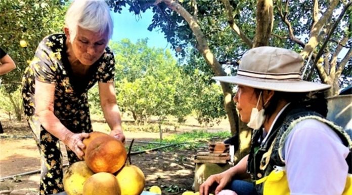 Hội Bảo vệ Thiên nhiên và Môi trường TP.HCM chung tay giải cứu bưởi Đào cho nông dân